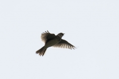 Skylark Side View in Flight