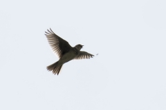 Skylark Side View in Flight