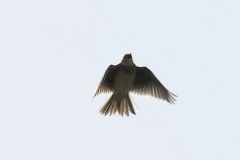 Skylark Front View in Flight