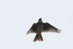 Skylark Front View in Flight