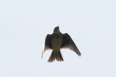 Skylark Front View in Flight