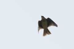 Skylark Front View in Flight