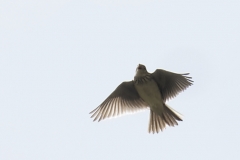 Skylark Front View in Flight