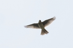 Skylark Front View in Flight