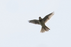 Skylark Front View in Flight