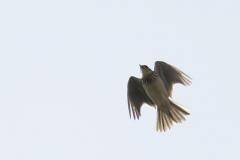 Skylark Front View in Flight