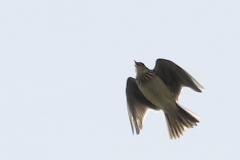 Skylark Front View in Flight