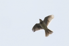 Skylark Front View in Flight