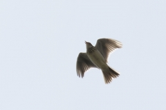 Skylark Front View in Flight