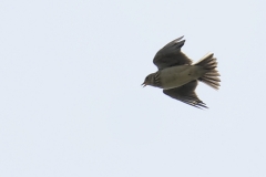 Skylark Side View in Flight