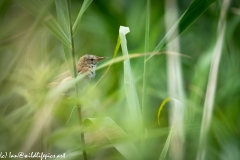 Reed Warbler on Reed Side View