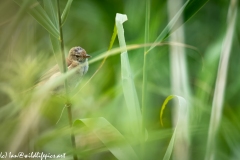 Reed Warbler on Reed Side View