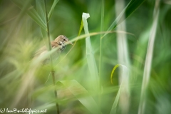 Reed Warbler on Reed Side View