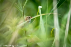 Reed Warbler on Reed Side View