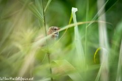 Reed Warbler on Reed Side View