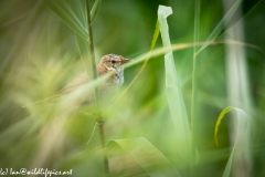 Reed Warbler on Reed Side View