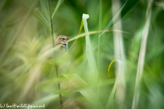 Reed Warbler on Reed Side View