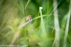 Reed Warbler on Reed Side View