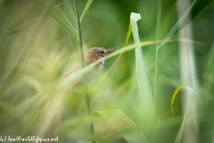 Reed Warbler on Reed Side View