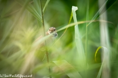 Reed Warbler on Reed Side View