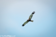 Male Marsh Harrier in Flight Side View