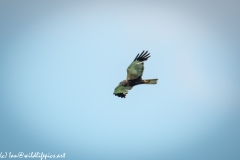 Male Marsh Harrier in Flight Side View