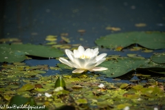 Lily Pad