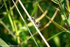 Dragonflies Mating