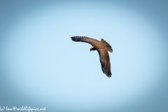 Juvenile Marsh Harrier in Flight Side Top View