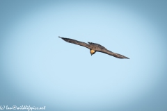 Juvenile Marsh Harrier in Flight Front View