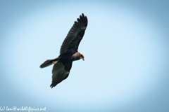 Juvenile Marsh Harrier in Flight Side Under View