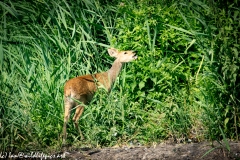 Chinese Water Deer Side Back View