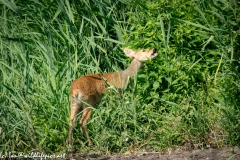 Chinese Water Deer Side Back View