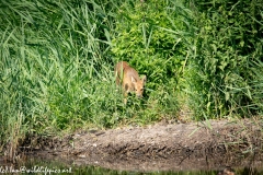 Chinese Water Deer Front View