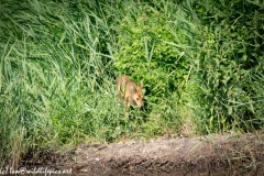 Chinese Water Deer Front View