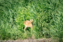 Chinese Water Deer Front View