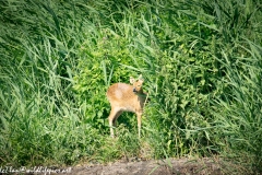 Chinese Water Deer Front View