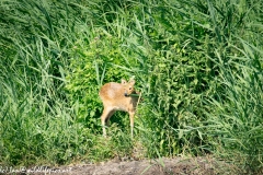 Chinese Water Deer Front View