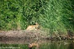 Chinese Water Deer Laying Down View