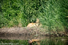 Chinese Water Deer Laying Down View