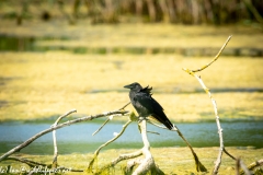 Raven on Branch Side View