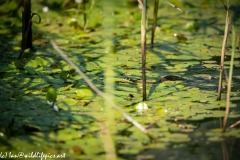 Grass Snake Going Across Water