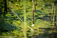 Grass Snake Going Across Water