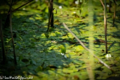 Grass Snake Going Across Water