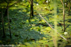 Grass Snake Going Across Water