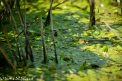 Grass Snake Going Across Water