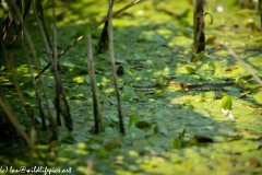 Grass Snake Going Across Water