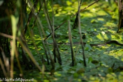 Grass Snake Going Across Water