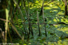 Grass Snake Going Across Water