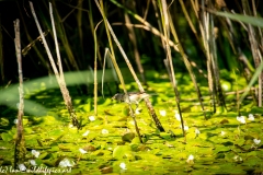 Reed Warbler on Reed Side View